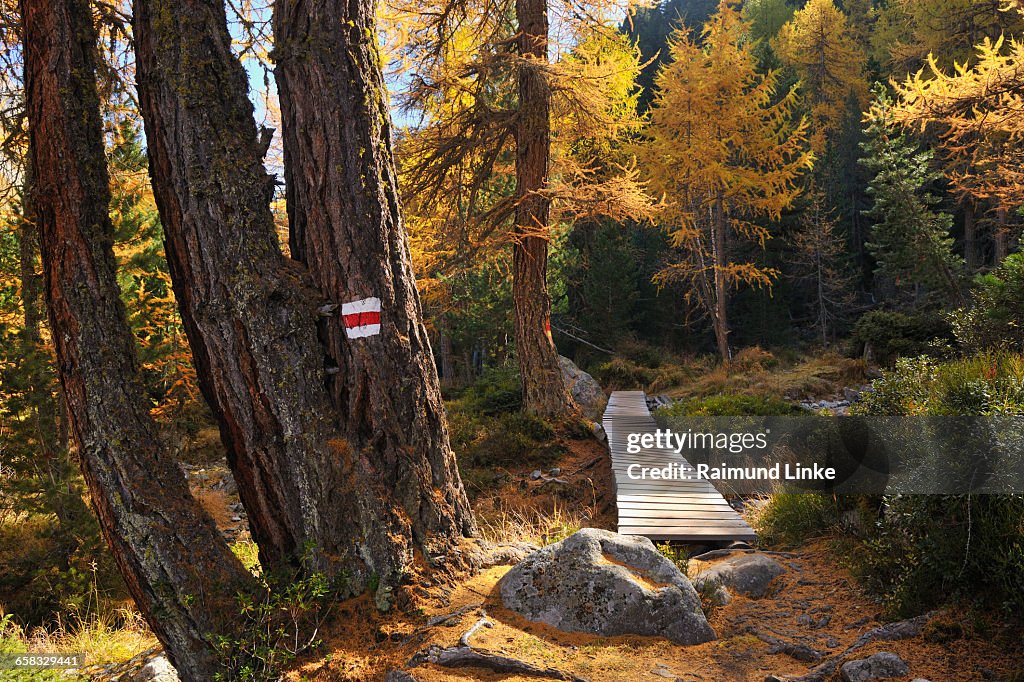 Footpath in mountain forest