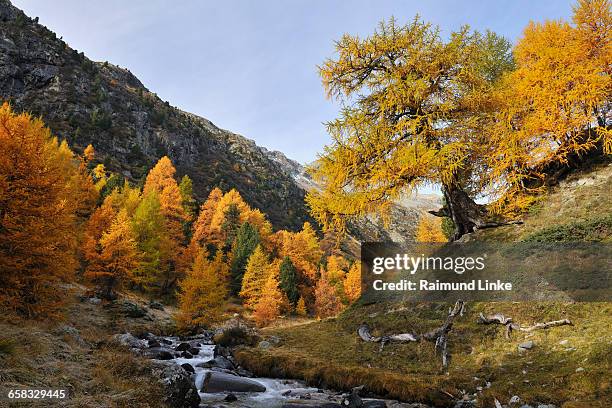 mountain creek with colorful larch trees - engadin stockfoto's en -beelden