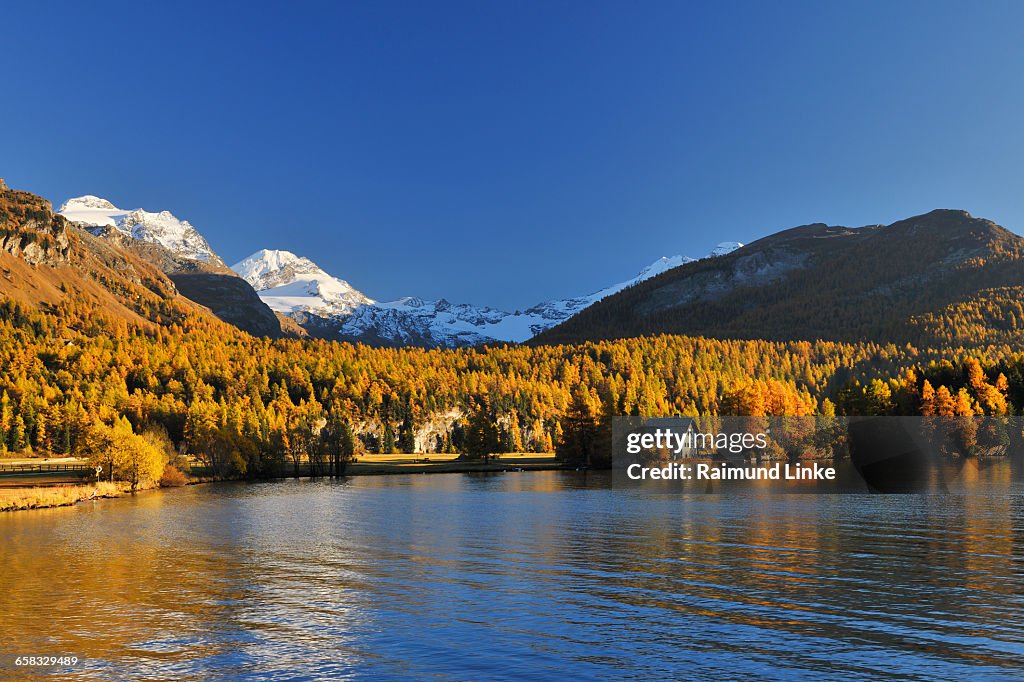 Lake Silsersee with colorful larch trees