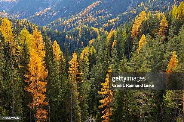 mountain forest mit colorful larch trees - engadin stock-fotos und bilder