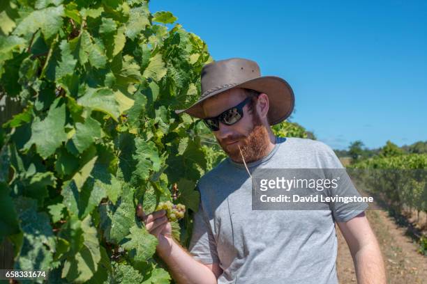 man in vineyard holding grapes - david levingstone stock pictures, royalty-free photos & images