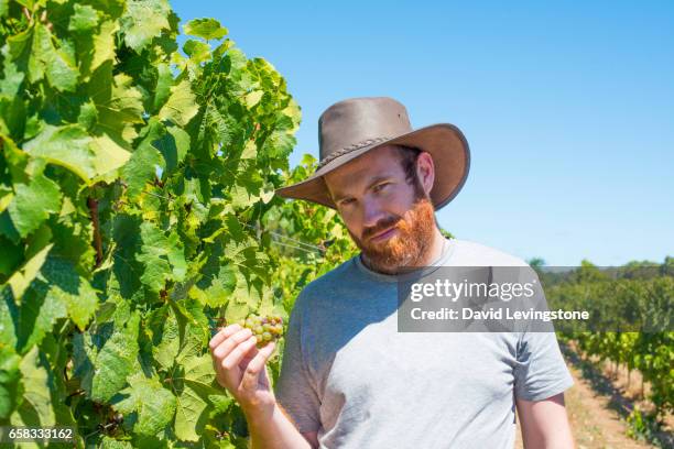 man in vineyard holding grapes - david levingstone stock pictures, royalty-free photos & images