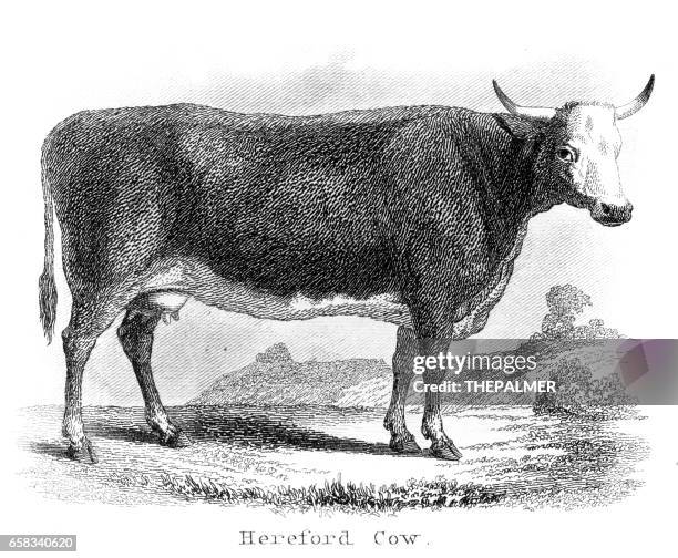 hereford kuh gravur 1873 - hereford stock-grafiken, -clipart, -cartoons und -symbole