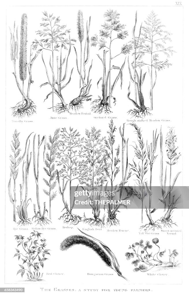Types of grass engraving 1873