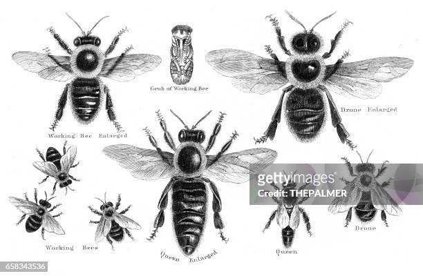 bees engraving 1873 - queen bee stock illustrations