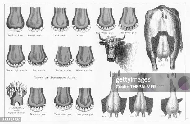 Череп коровы Skull tattoo, Skull, Sketches