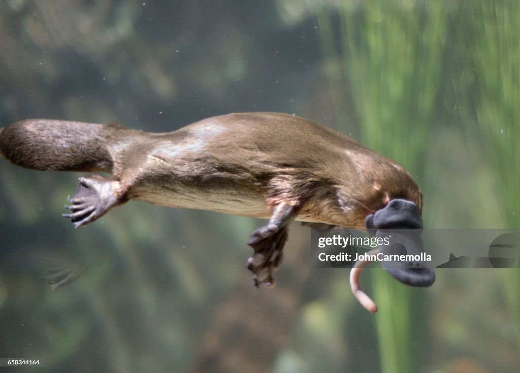 Australian Platypus