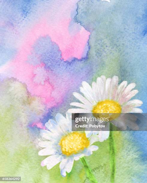 daisy, watercolor spring background - chamomile stock illustrations