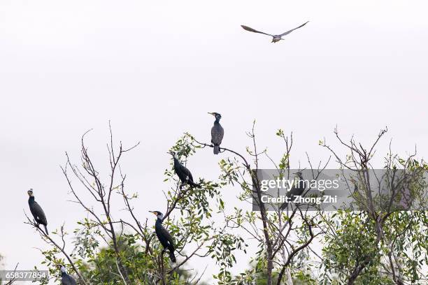 Purple Herons stand on mangrove tree branches in Nansha Wetland Park on March 27, 2017 in Guangzhou, China.