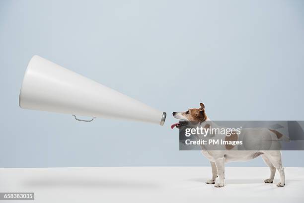 dog talking into megaphone - big dog stock pictures, royalty-free photos & images