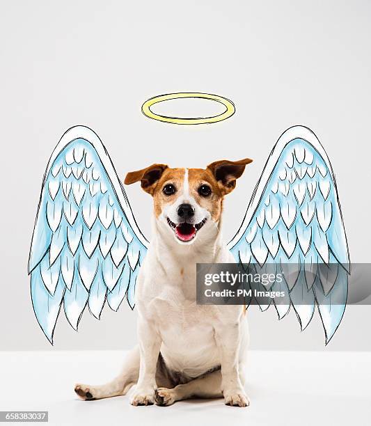 angel dog - angel funny stock pictures, royalty-free photos & images