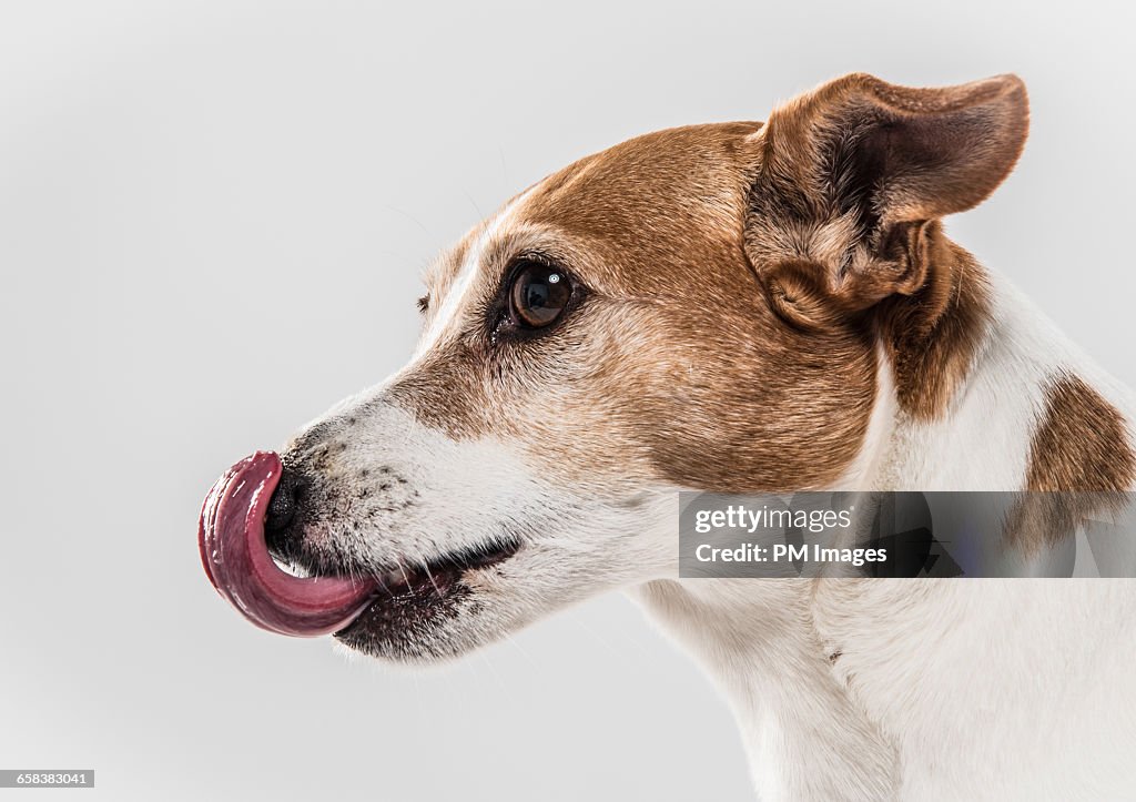 Dog licking it's nose