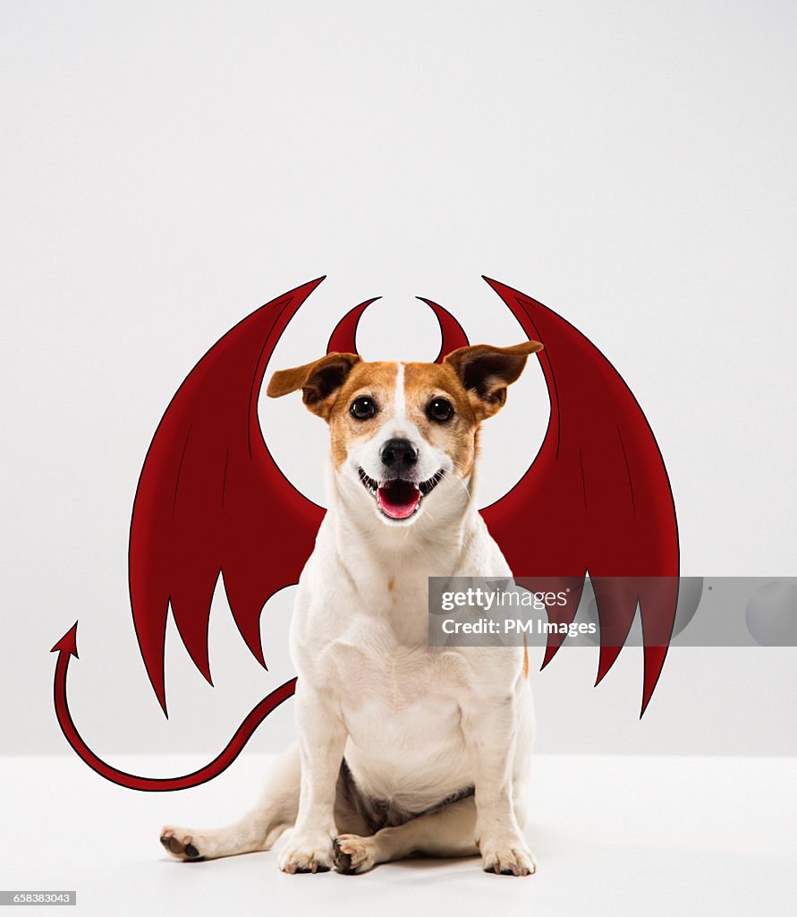 Devil Dog