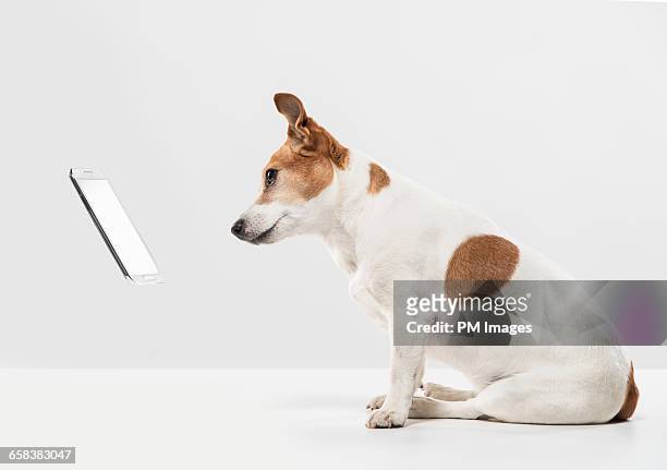 dog looking at floating cellphone - jack russell terrier stock-fotos und bilder