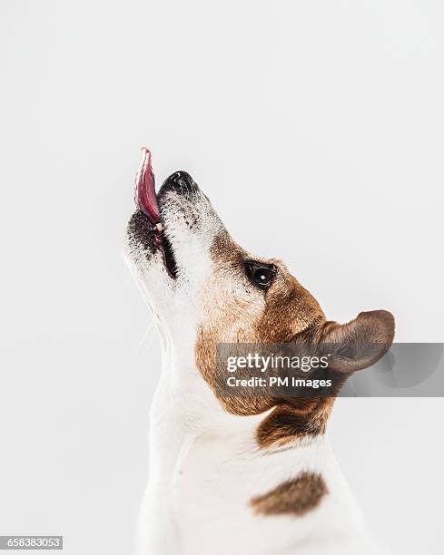 dog looking up - animal mouth stock-fotos und bilder