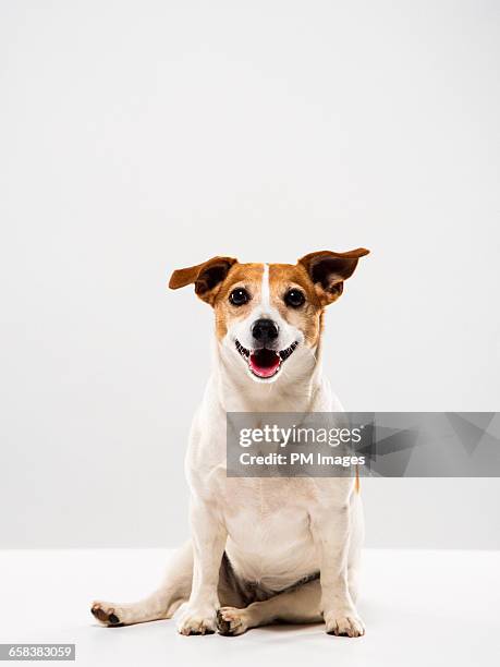 portrait of a jack russell terrier - dog sitting stock pictures, royalty-free photos & images