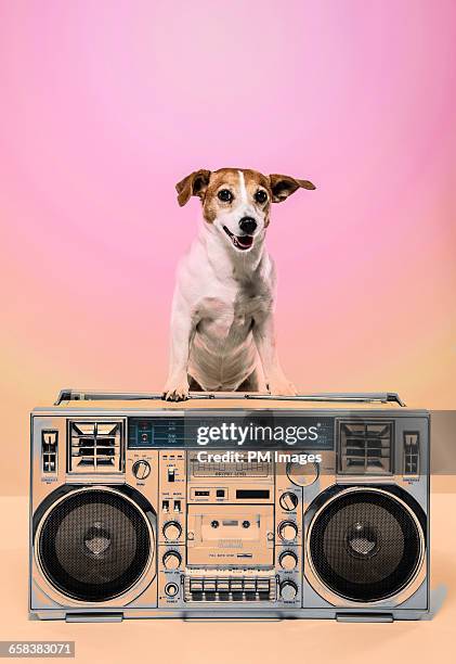 dog with boombox - ghetto blaster stock pictures, royalty-free photos & images