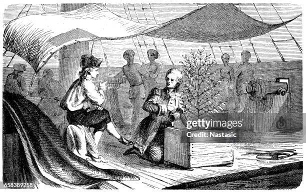 de clie on voyages to martinique with coffee plants - martinique background stock illustrations