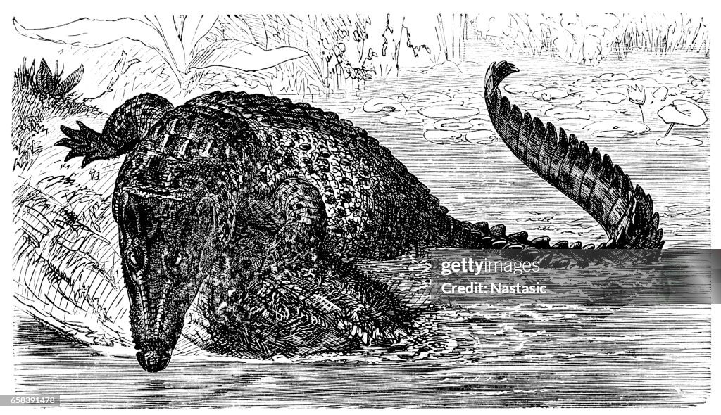 Saltwater crocodile (Crocodilus biporcatus)