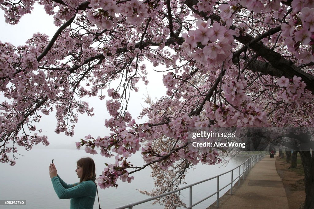 Washington DC's Famed Cherry Blossoms In Bloom