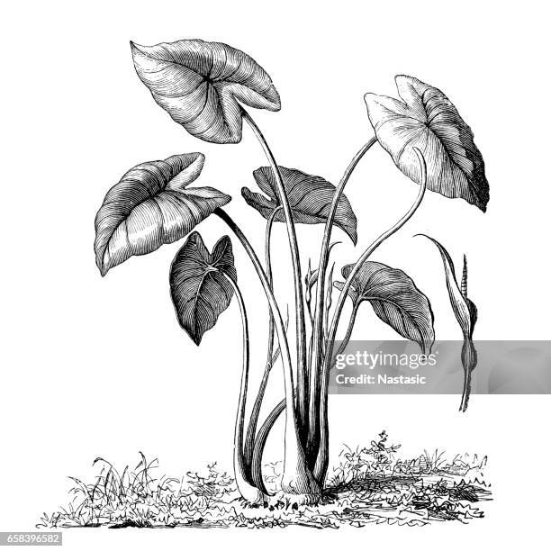 Taro High-Res Vector Graphic - Getty Images