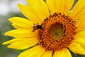 A closeup of sunflower with a bee.
