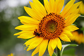 A closeup of sunflower with a bee.