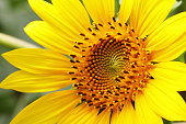 A closeup of sunflower