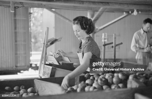 Woman Packing Tomatoes for Market at Small Packing Depot, Terry, Mississippi, USA, Carl Mydans for U.S. Resettlement Administration, June 1936.