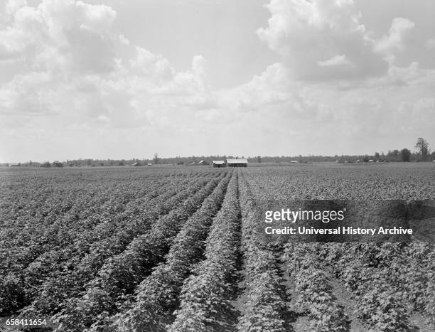 Delta Plantation Landscape, near Wilson, Arkansas, USA, Dorothea Lange for Farm Security Administration, August 1938.