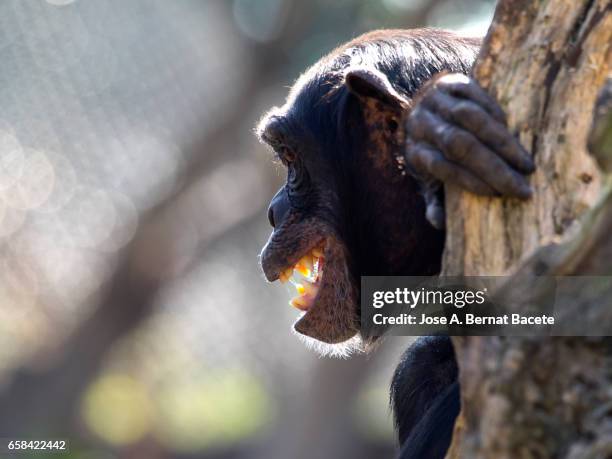 close up of chimpanzee (pan troglodytes),  on a log with open mouth and screaming - face and profile and mouth open stock-fotos und bilder