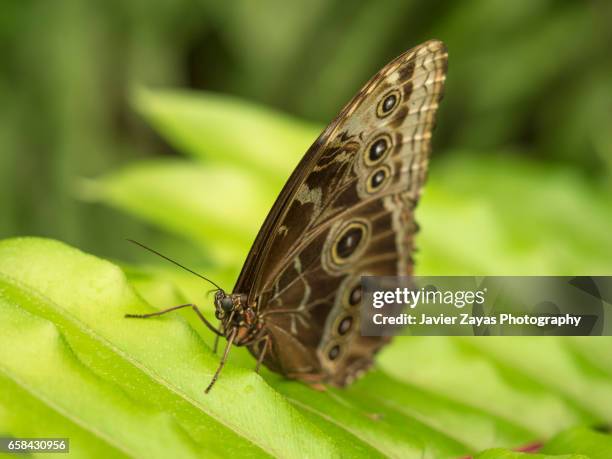 morpho peleides butterfly on leaf - temas de animales stock pictures, royalty-free photos & images