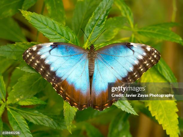 open wings morpho peleides butterfly on leaf - hoja te verde stockfoto's en -beelden