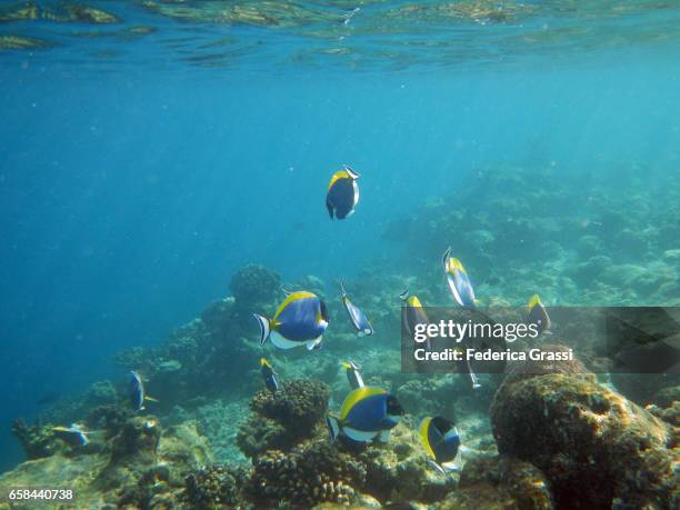 blue tang fish or powder blue surgeonfish (acanthurus leucosternon) - powder blue tang stockfoto's en -beelden