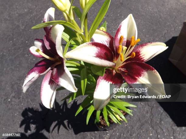 high angle view of asiatic lily - asiatic lily - fotografias e filmes do acervo