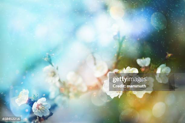 spring blossom - spring allergies stock pictures, royalty-free photos & images
