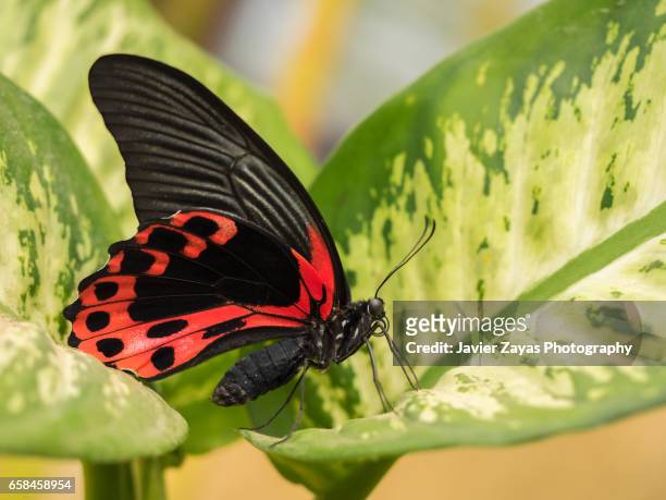 postman butterfly on leaf (heliconius melpomene) - hoja te verde stockfoto's en -beelden