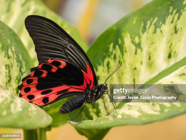 postman butterfly on leaf (heliconius melpomene) - ala de animal 個照片及圖片檔