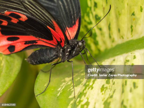 postman butterfly on leaf (heliconius melpomene) - detalle de primer plano stock pictures, royalty-free photos & images