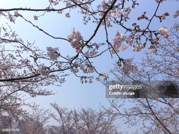 the turtle head isle of taihu lake scenic area of cherry blossom lin - 留白 stock pictures, royalty-free photos & images