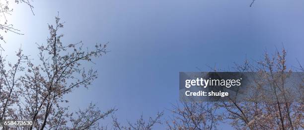 the turtle head isle of taihu lake scenic area of cherry blossom lin - 天空 imagens e fotografias de stock