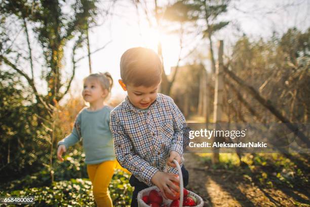 collecting easter eggs - easter egg hunt outside stock pictures, royalty-free photos & images