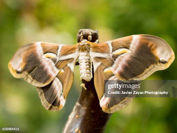 samia cynthia ricini butterfly (phylosamia ricini) - ala de animal stock pictures, royalty-free photos & images