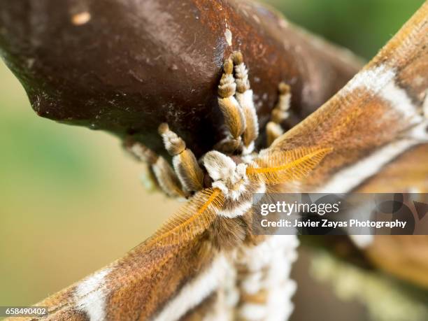 samia cynthia ricini butterfly (phylosamia ricini) - ala de animal 個照片及圖片檔