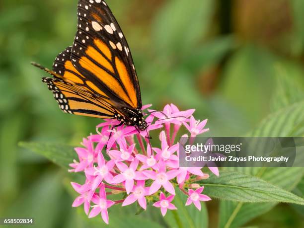 tiger or african monarch butterfly (danaus chrysippus) - áfrica stock-fotos und bilder