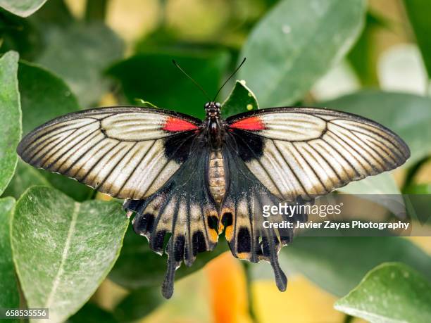great yellow mormon female butterfly (papilio lowii) - insecto stock pictures, royalty-free photos & images