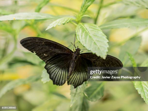 great yellow mormon male butterfly (papilio lowii) - insecto stock pictures, royalty-free photos & images