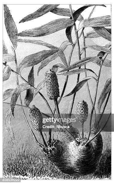 antique engraving illustration: zamia furfuracea (cardboard palm or cardboard cycad) - cycad stock illustrations