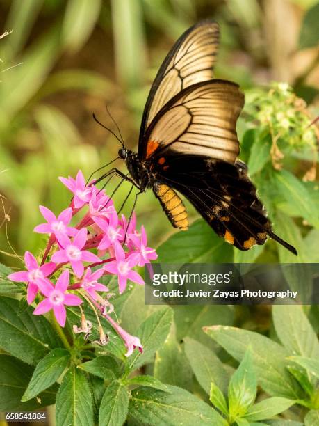 great yellow mormon female butterfly (papilio lowii) - animales salvajes stock pictures, royalty-free photos & images