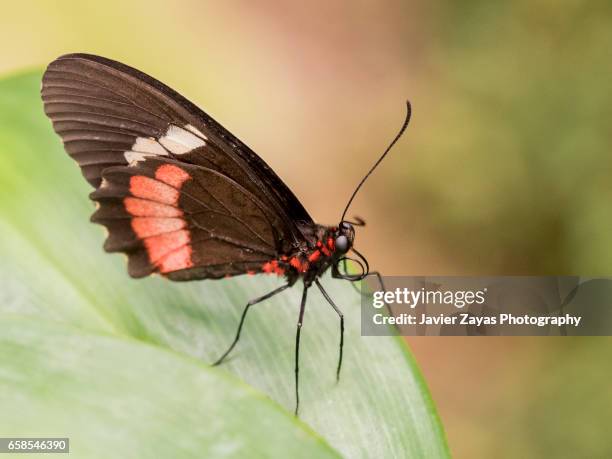 pink cattleheart butterfly (parides iphidamus) - hoja te verde stockfoto's en -beelden